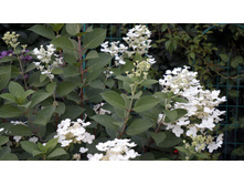 ��������� ����������� ���� ���