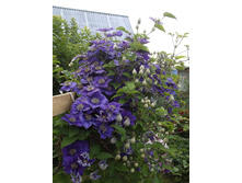 �������� ����