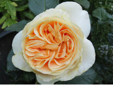 ���� Candlelight / ������