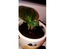 ��������� �����