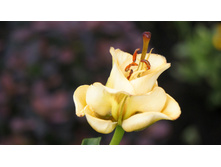 ����� ������� �����