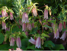 ����������� ������� �������� 100�.jpg