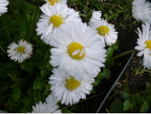 P1070824.JPG ���������� �����