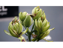 ����� ������� ����