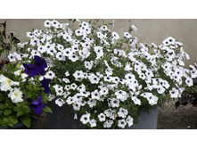 ������� ��������� ������ ���� Silver