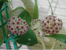 �amphorifolia.