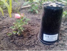 IMG 20180727 200719.jpg