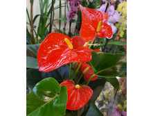 �������� ����� - 550 ���.