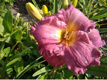 ���� �� �� �����.jpg