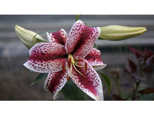 ����� ����������