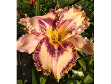 IMG 20180718 164208.jpg