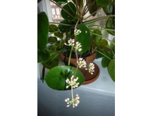 ����� "Pancake Plant"- 300 ���.