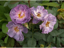 ��� �� �, ����������