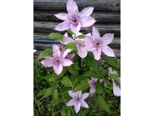 ����� �������