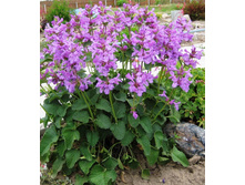 ������� ���������������110�...jpg