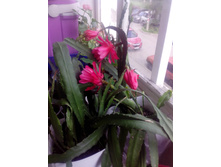 IMG 20180722 093711.jpg