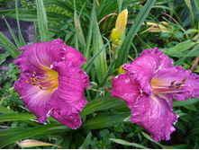 ���� �� �� �����.jpg