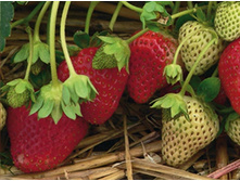 ��������� ���� ��� ������������ ���, 50��� (�������� 21��).jpg