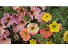 ������� Crazytunia Terracotta