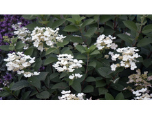 ��������� ����������� ���� ���