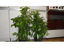 ����� ��������� -- 500 ���. ������ �� ��������� !!!