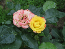 ����������� ���� Sunmaid / ������ ���������