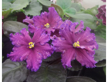 ��-��������� ��������.jpg