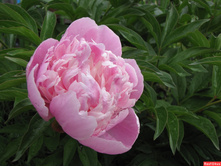 ���� �������