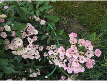 ������ �����