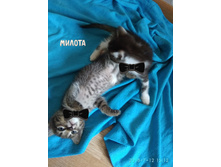 ���� ���