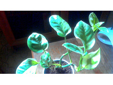 ���������� N' Joy