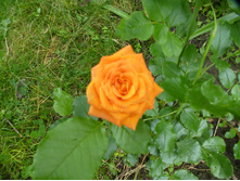 P1070858.JPG ���� �����