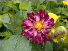 �������� ���������