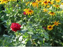 � ��������.JPG