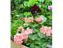 ������� ������� :)