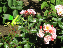 ���� Jazz / ������ ���������.JPG