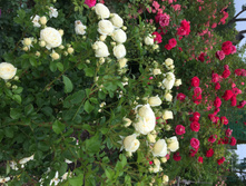 ������� � ��������� ��������.JPG