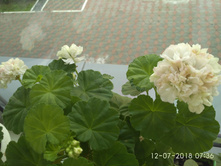 IMG 20180712 073622.jpg