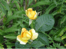 ���� �����-��������� Candlelight / ������