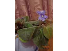 ������� ���������