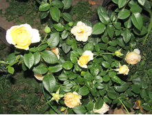 ���� Candlelight / ������