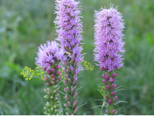 ������� ��������� �������