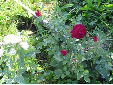 ���� ������� ��� (Munstead Wood) / ������ � ���� ���� / ��������