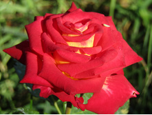 ���� �������� (FRIENDSHIP)