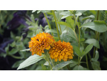 �������� �������� ���