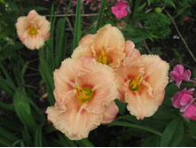 �������� ��������� ������ ����� ����