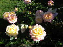 ���� ������ ��� / ������ ���������