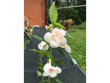 �������� Amelia Vitorino Sport.JPG