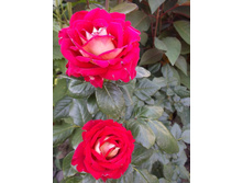 ���� ����������