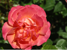 ���� ��� ��� �� (Easy Does It) / ������